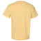 SS-GDH100-Summer-Squash-Yellow - B